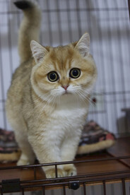 宠物猫咪