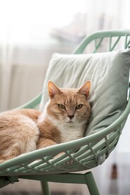 猫咪