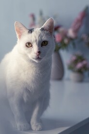 猫咪