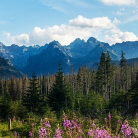山脉树林风景