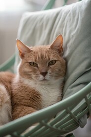 猫咪