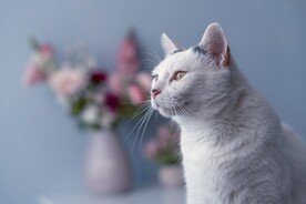 猫咪