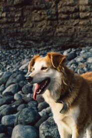 狗