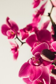 蝴蝶兰花