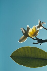 鸡蛋花