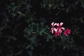 红色小花丛