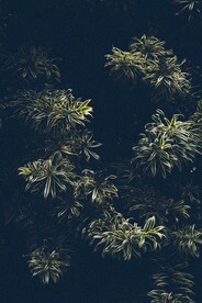 白边草