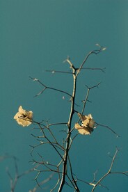 树枝上的干花
