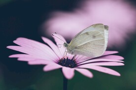 蝶恋花