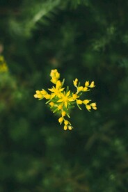 黄色的小花丛