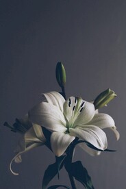 百合花