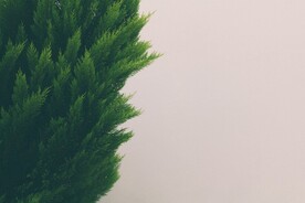 侧柏树 