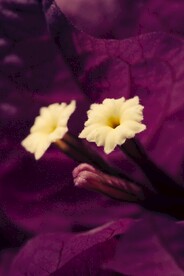 三角梅花蕊
