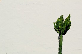 仙人掌