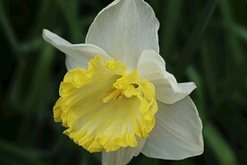 小白花