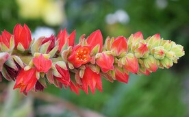 红色花丛