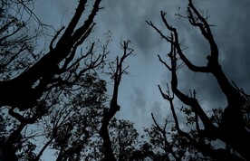 树木树枝素材