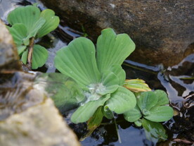 水生植物