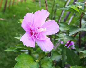 山花