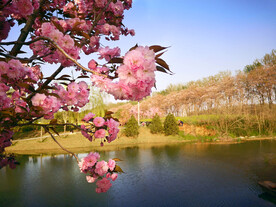 樱花 