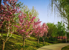 园林樱花