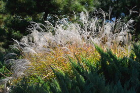 芒草风景  