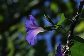 牵牛花 