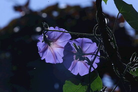 牵牛花 