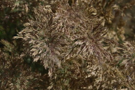 佛子茅