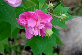 粉色木芙蓉花
