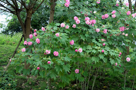 木芙蓉花