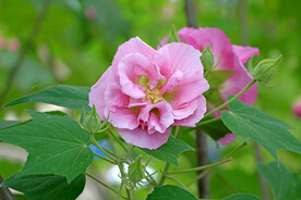 粉色木芙蓉花