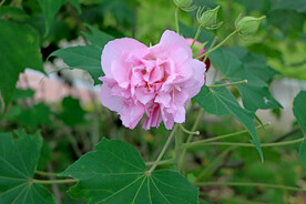 粉色木芙蓉花