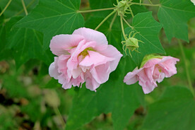 粉色木芙蓉花