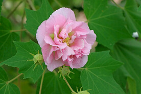 木芙蓉花