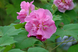 粉色木芙蓉花