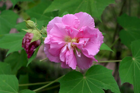 粉色木芙蓉花