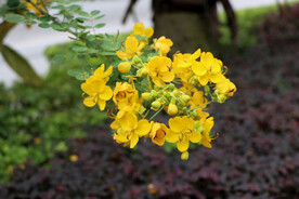 黄槐决明花