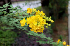 黄槐决明花