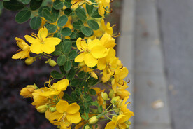 黄槐决明花