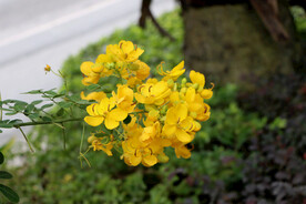 黄槐决明花