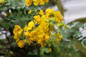黄槐决明花