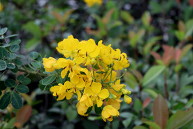 黄槐决明花