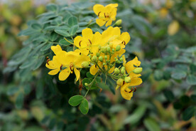 黄槐决明花