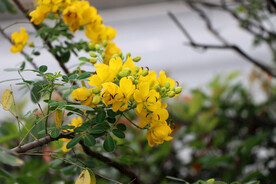 黄槐决明花