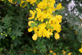 黄槐决明花