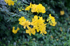 黄槐决明花