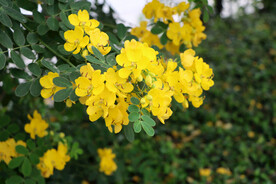 黄槐决明花