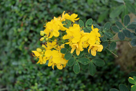 黄槐决明花
