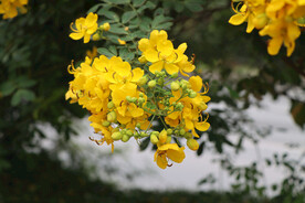 黄槐决明花